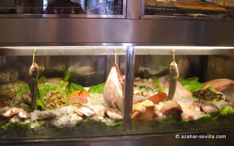 moneda-fish