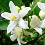 azahar flower